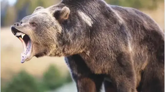 Wildlife & Bear Awareness Online Training course